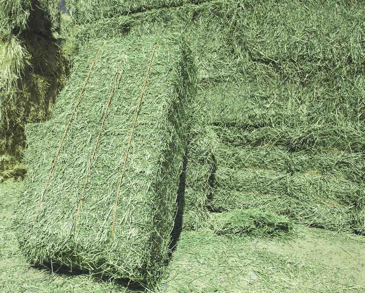 alfalfa hay bales