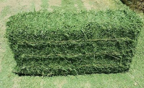 alfalfa hay bales